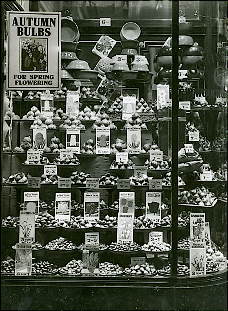 vintage shop display of bulbs at Woolworth's